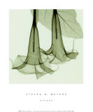 Buy Datura sm. at AllPosters.com