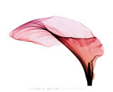 Buy Giant Calla at AllPosters.com