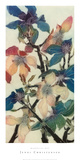 Magnolias XIII