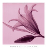 Buy Lily and Bud at AllPosters.com