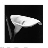 Calla III