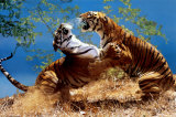 Tigers Fighting