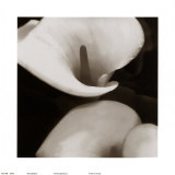 Calla II