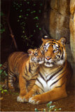Tiger with Cub