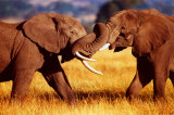 Buy African Elephants Sparring at AllPosters.com