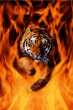 Buy Bengal Tiger Jumping Flames at AllPosters.com