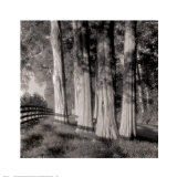 Cedars