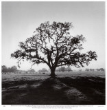Oak Tree, Sunrise