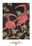 Scarlet Ibis I