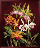 Buy Orchid Trio II at AllPosters.com