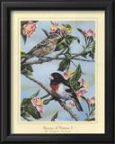 Buy Beauty of Nature I at AllPosters.com