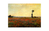 Poppy Landscape