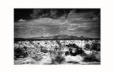 Wasteland