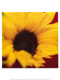 Buy Sunflower on Red at AllPosters.com