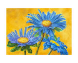 Blue Asters