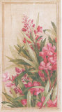 Buy Laurier Rose II at AllPosters.com