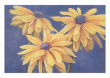 Rudbeckias