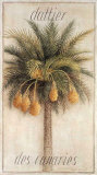 Buy Dattier des Canaries at AllPosters.com