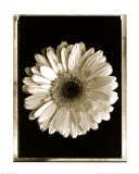 Buy Dahlia at AllPosters.com