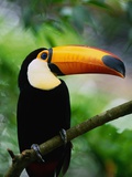 Buy Toco Toucan at AllPosters.com