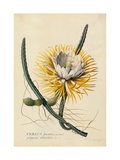 Buy Botanical Print of Queen of the Night at AllPosters.com