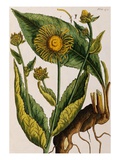 Buy Elecampane at AllPosters.com