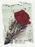 Rose and Music