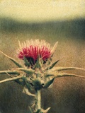 Thistle Photographic Print