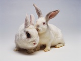 White Rabbits