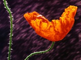 Buy Poppy at AllPosters.com