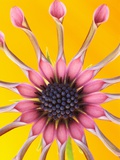 Buy Pink Whirlygig Flower at AllPosters.com