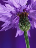 Buy Cornflower at AllPosters.com