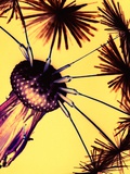 Buy Dandelion Seed Head at AllPosters.com