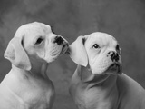Dogs Sitting Together