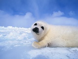Buy Harp Seal Pup at AllPosters.com