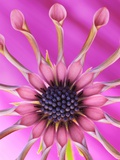 Buy Whirlygig Flower at AllPosters.com
