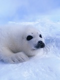 Buy Harp Seal Pup at AllPosters.com