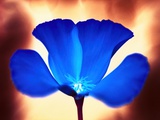 Blue California Poppy
