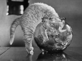 Kittens in a Fish Bowl