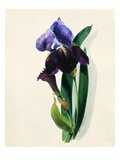 Buy Flag Iris at AllPosters.com