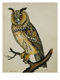 A Long-Eared Owl (Strix Otus)