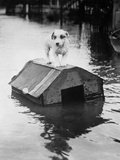 Buy Dog Floating on Doghouse at AllPosters.com