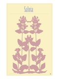 Buy Salvia at AllPosters.com