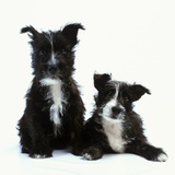 Two Terrier Puppies