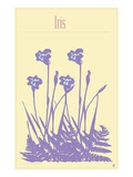 Buy Iris at AllPosters.com