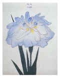 U-Chu Book of a Light Blue Iris