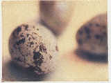 Quail Eggs