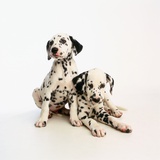 Dalmatian Puppies