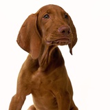 Hungarian Vizsala Puppy