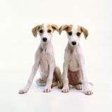 Whippet Puppies